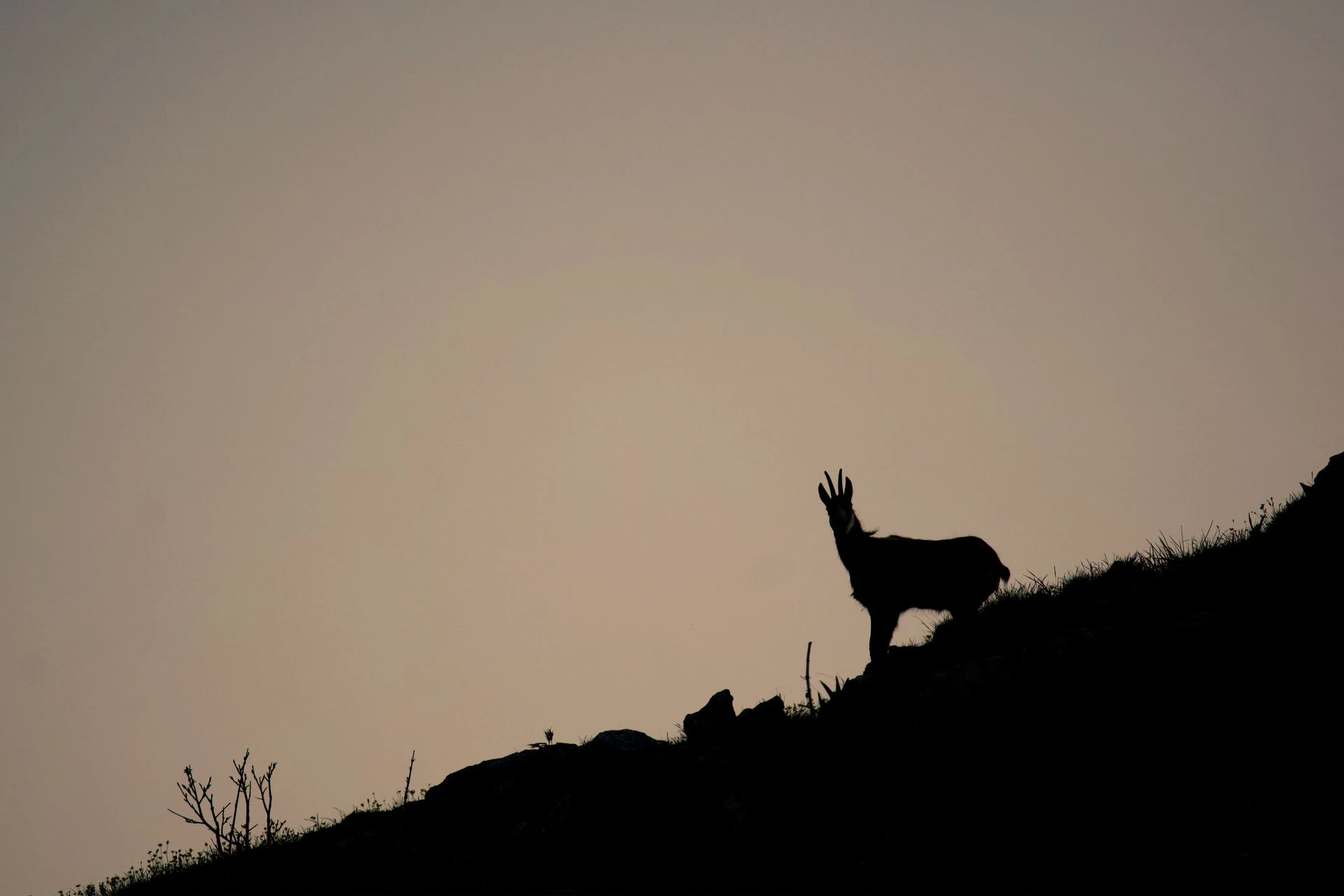 Chamois dans les Alpes