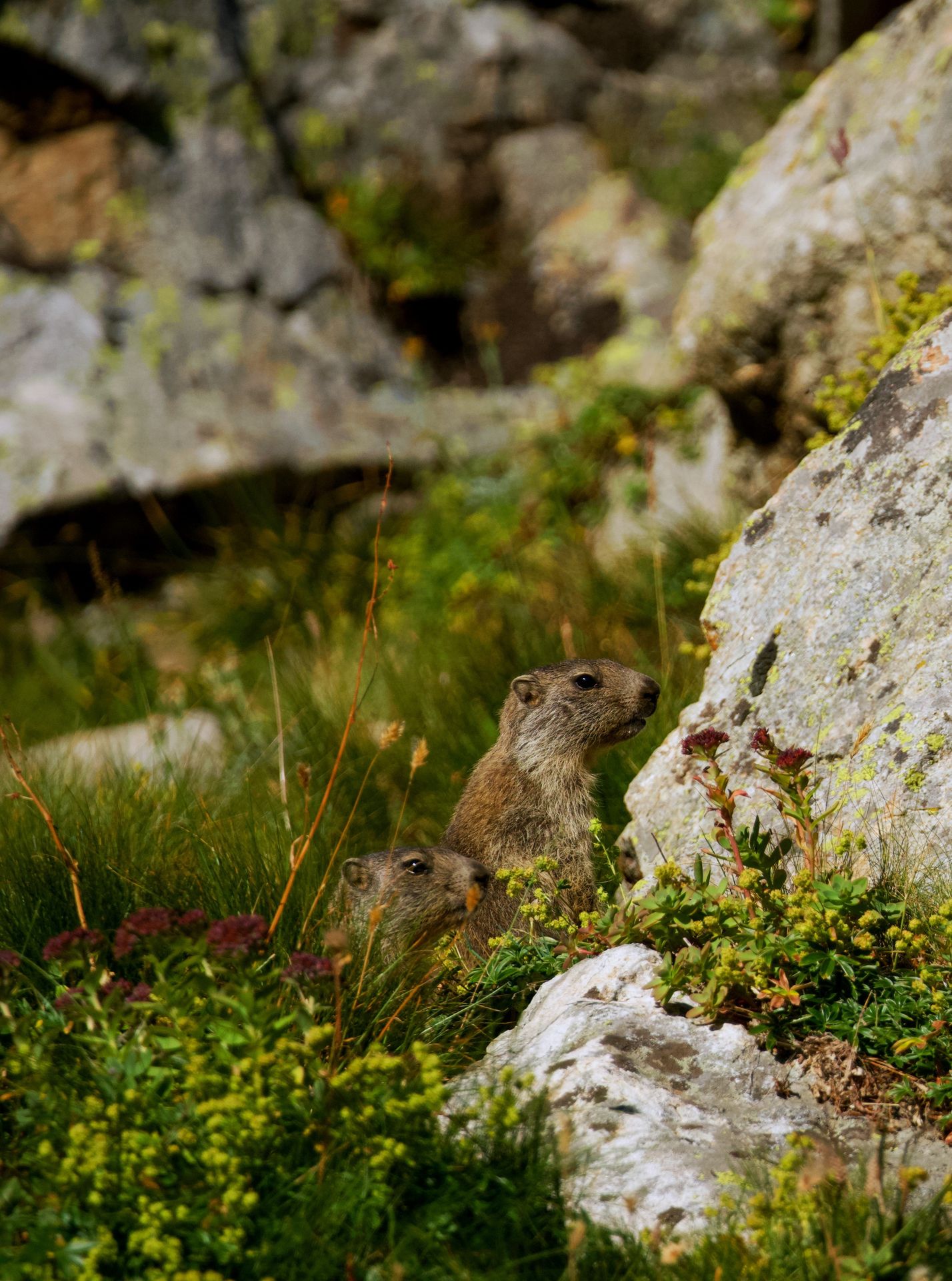 Marmotte dans les Alpes