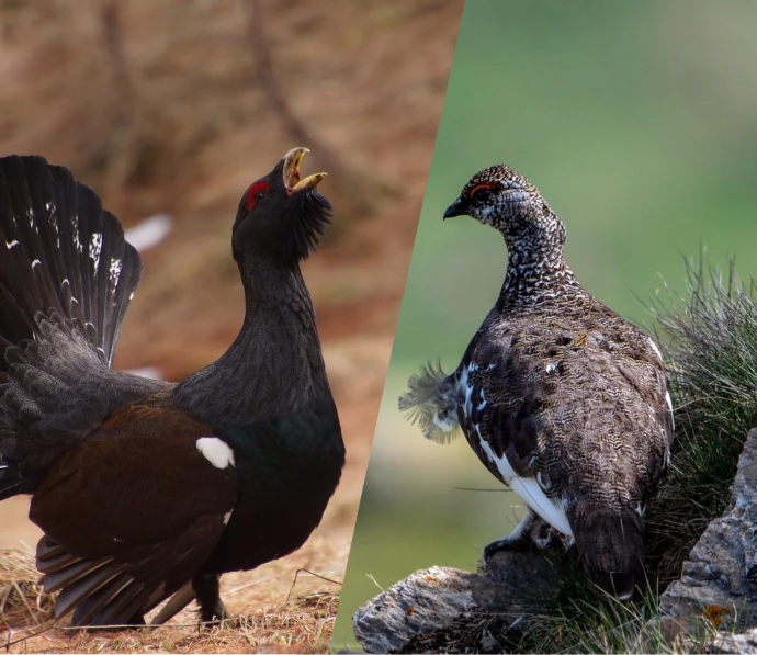 Lagopède alpin et grand tétras protégés en France