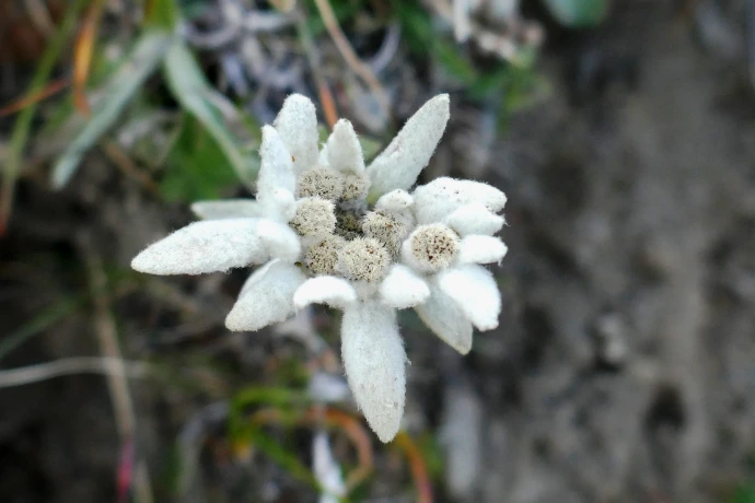 Edelweiss