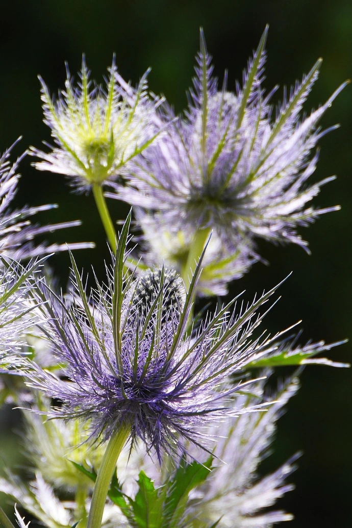 Panicaut des Alpes
