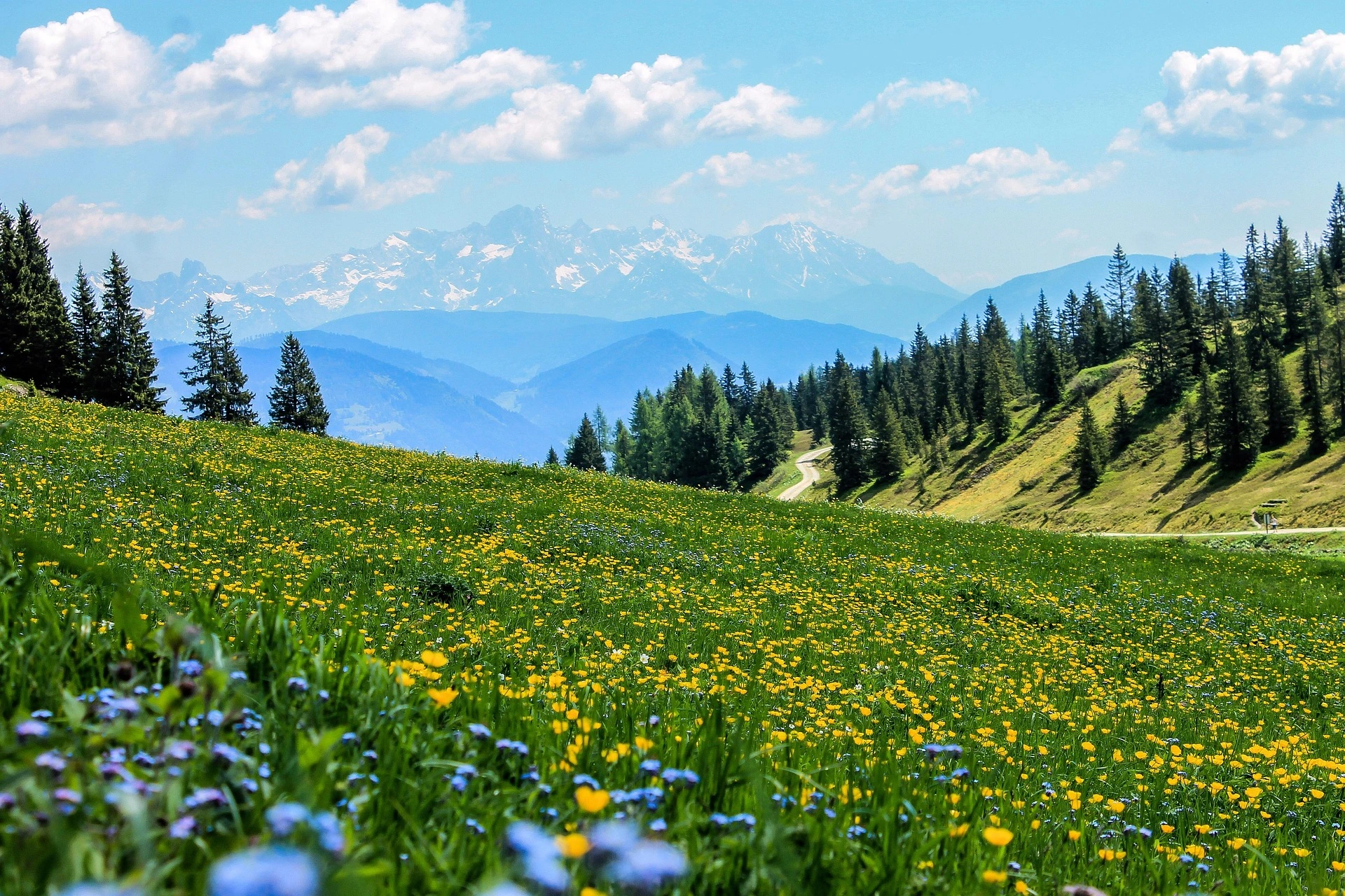 Flore des Alpes