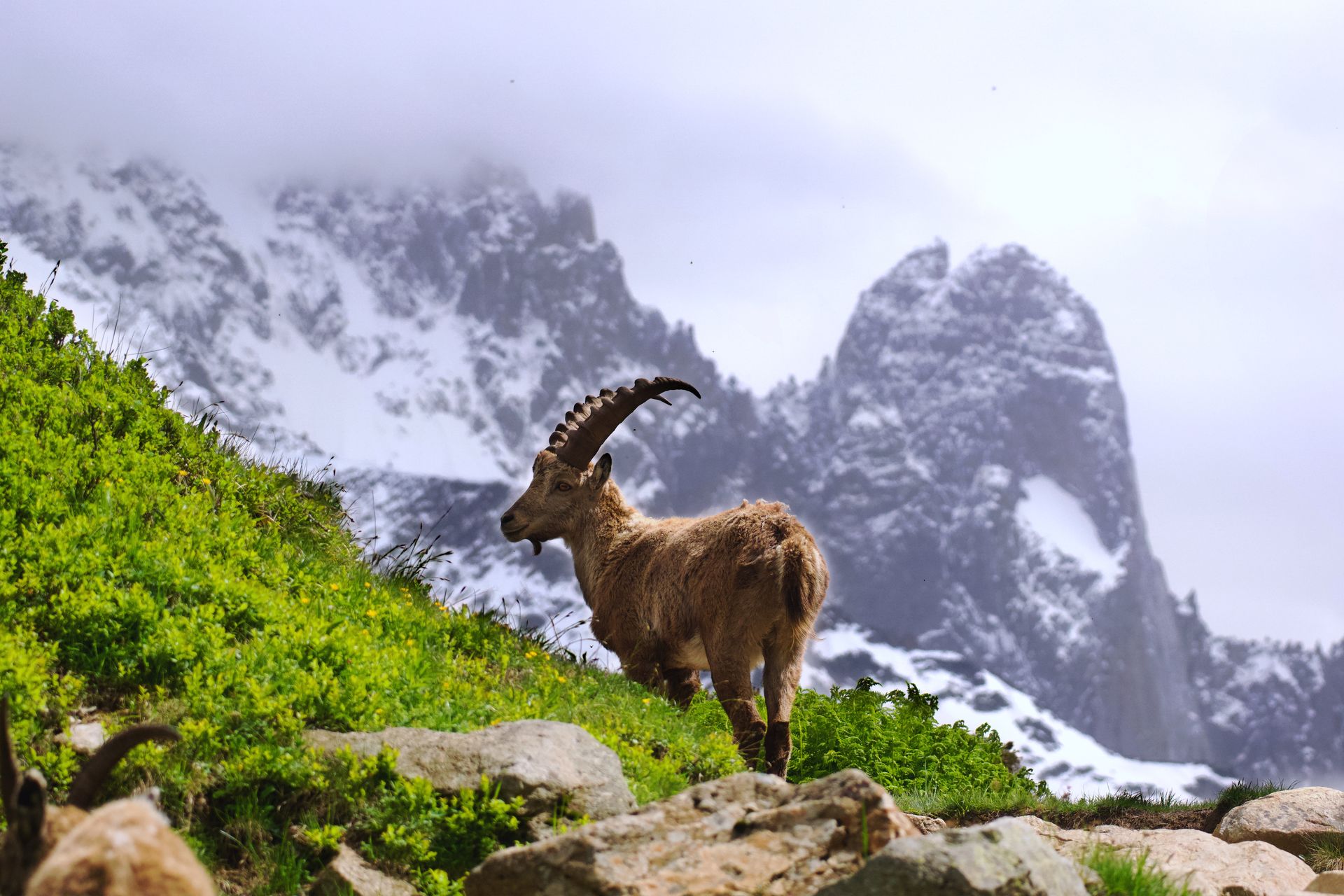 Bouquetin dans les Alpes