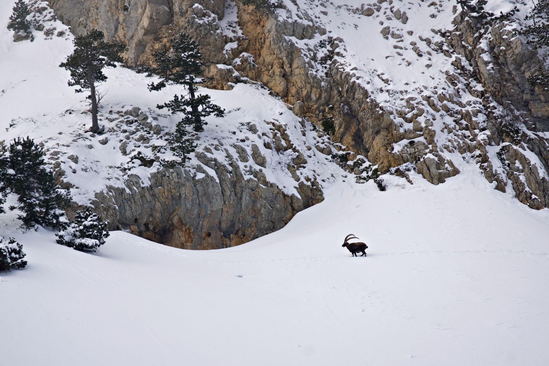 Bouquetin dans les Alpes