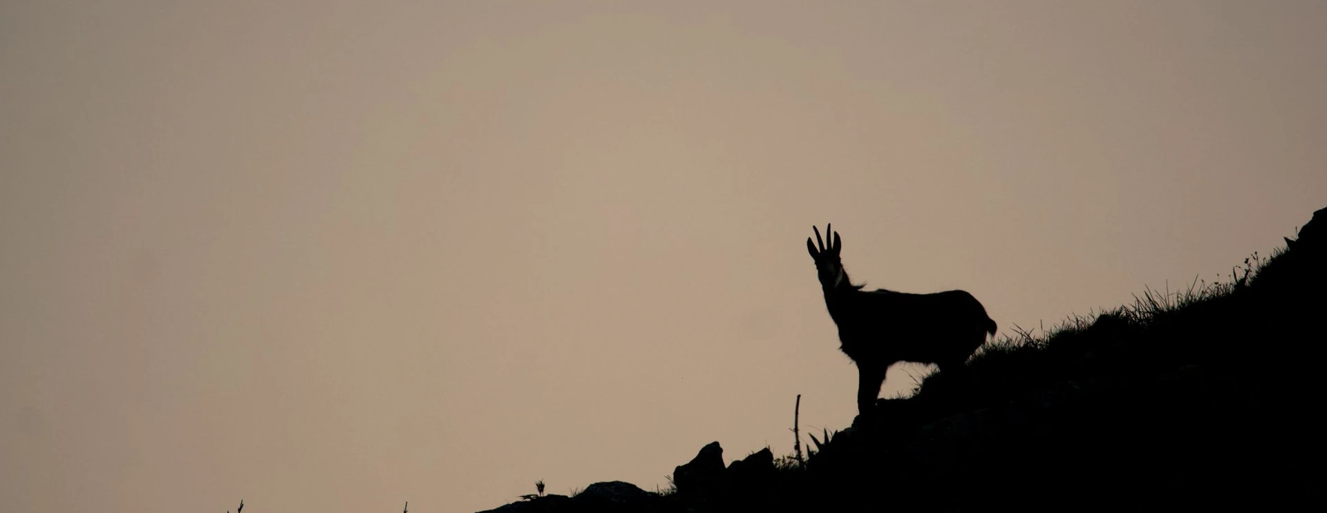 Chamois dans les Alpes